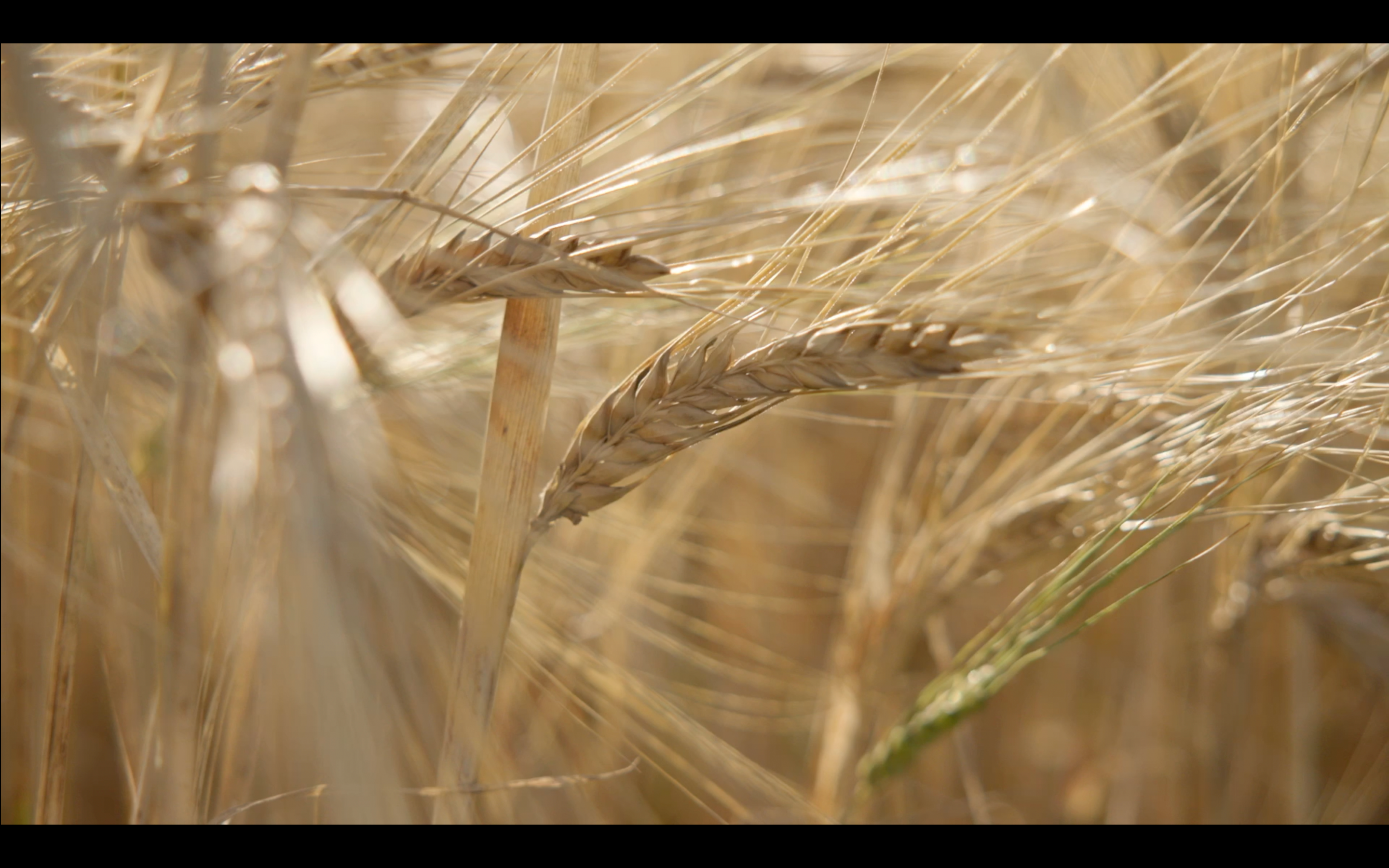 Thornæs Single Estate Whisky - First harvest of sowing seed in 2022